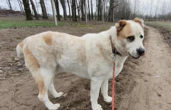 Amun, male mixed breed for adoption at Animal Happyend, Animal Happyend photo 5