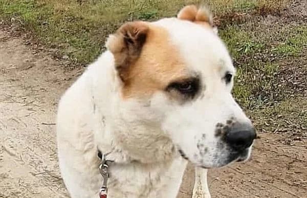 Amun, male mixed breed for adoption at Animal Happyend, Animal Happyend photo 6