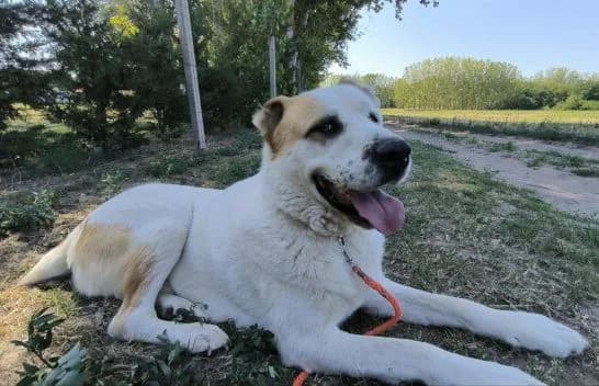 Amun, male mixed breed for adoption at Animal Happyend, Animal Happyend photo 7