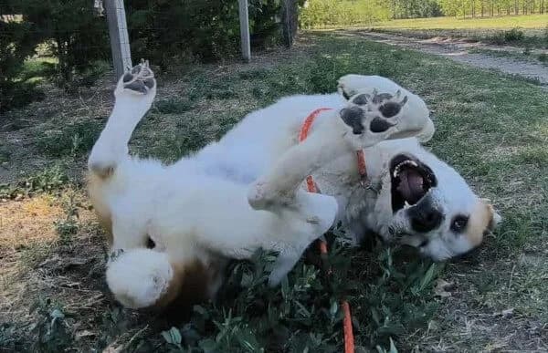 Amun, male mixed breed for adoption at Animal Happyend, Animal Happyend photo 8