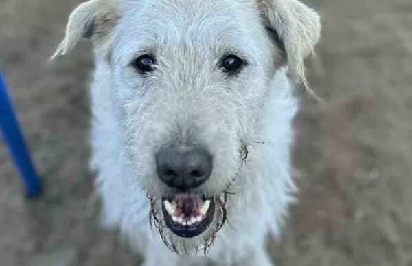 Andon (Hund des Monats Februar 2026), male senior Mixed Breed for adoption at Animal Happyend, Animal Happyend