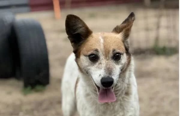 Anetta, female Mixed Breed for adoption at Animal Happyend, Animal Happyend — photo 2 of 3