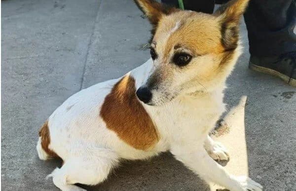 Anetta, female Mixed Breed for adoption at Animal Happyend, Animal Happyend — photo 3 of 3