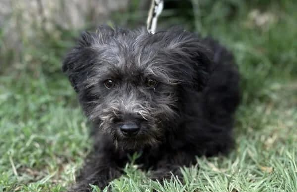 Annabella, female puppy Mixed Breed for adoption at Animal Happyend, Animal Happyend