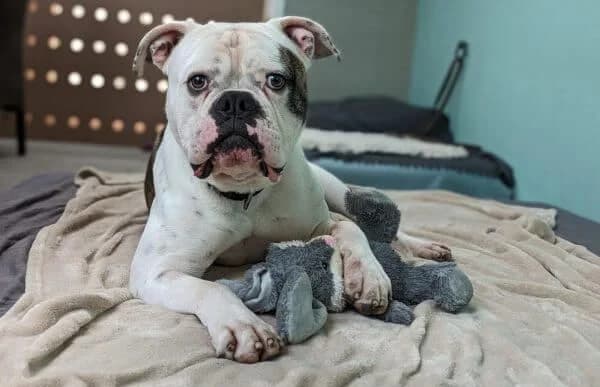 Apollo-2, male 5yo Dogo Argentino for adoption at Animal Happyend, Animal Happyend