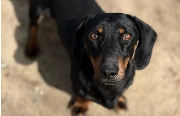 Arian, male Dachshund for adoption at Animal Happyend