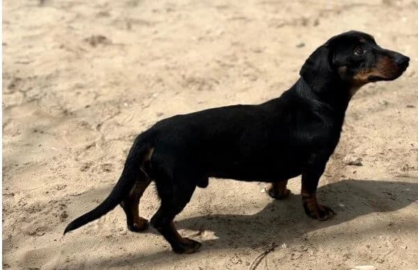 Arian, male Dachshund for adoption at Animal Happyend, Animal Happyend photo 2