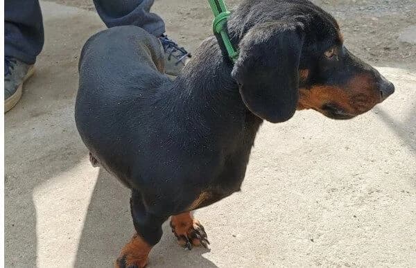Arian, male Dachshund for adoption at Animal Happyend, Animal Happyend photo 3