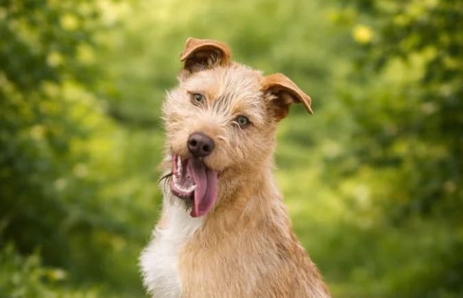 Arif, male young Mixed Breed for adoption at Animal Happyend, Animal Happyend