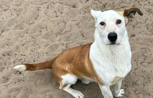 Arminka, male Mixed Breed for adoption at Animal Happyend