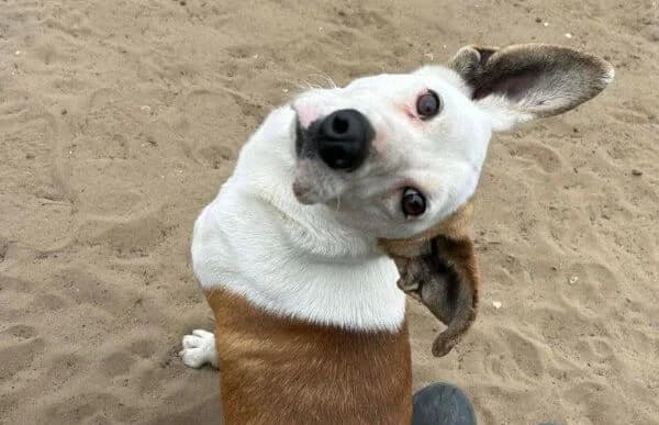 Arminka, male Mixed Breed for adoption at Animal Happyend, Animal Happyend photo 2