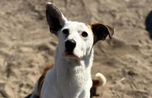 Arminka, male Mixed Breed for adoption at Animal Happyend, Animal Happyend photo 3