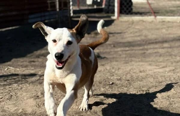 Arminka, male Mixed Breed for adoption at Animal Happyend, Animal Happyend photo 4