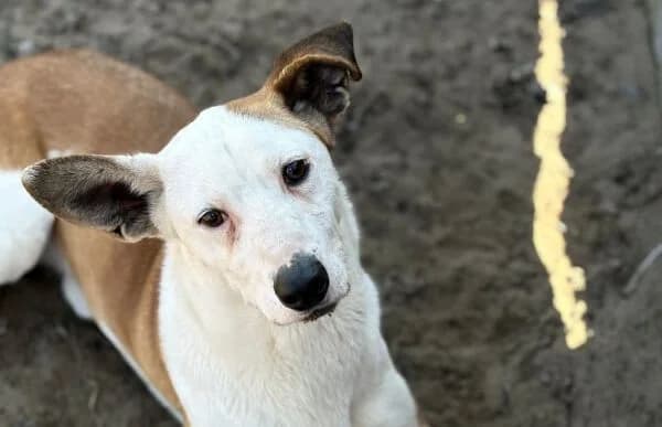 Arminka, male Mixed Breed for adoption at Animal Happyend, Animal Happyend photo 5