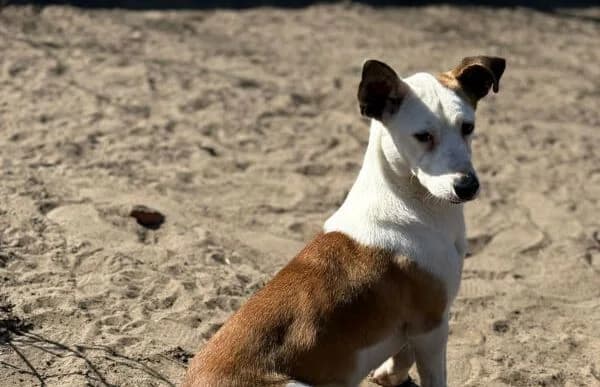 Arminka, male Mixed Breed for adoption at Animal Happyend, Animal Happyend photo 6