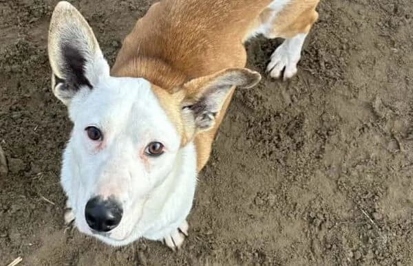 Arminka, male Mixed Breed for adoption at Animal Happyend, Animal Happyend photo 7