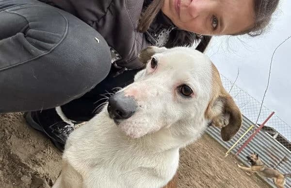 Arminka, male Mixed Breed for adoption at Animal Happyend, Animal Happyend photo 8