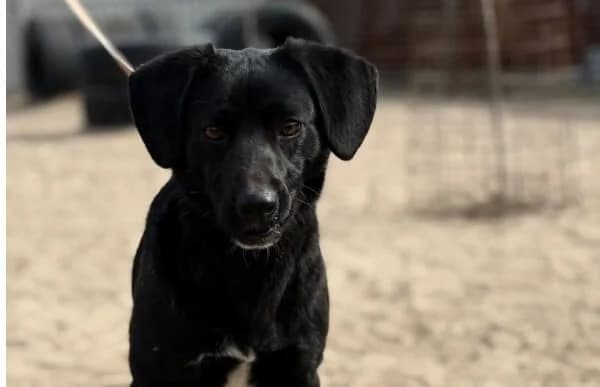 Arnold-4, male Mixed Breed for adoption at Animal Happyend