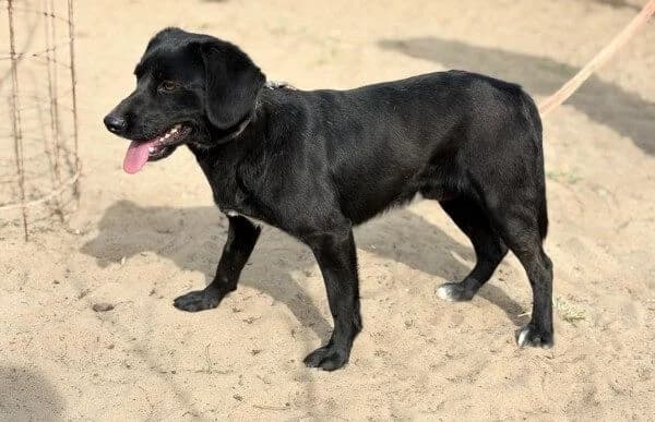 Arnold-4, male Mixed Breed for adoption at Animal Happyend, Animal Happyend photo 2