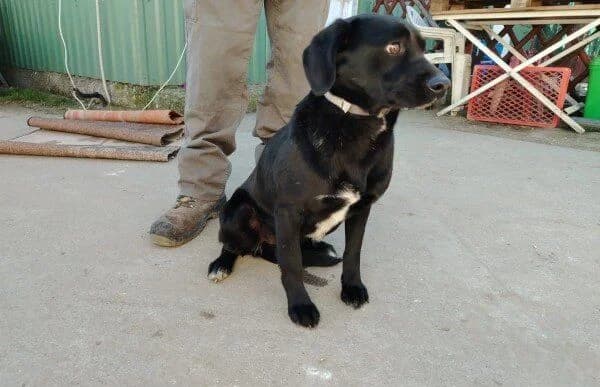 Arnold-4, male Mixed Breed for adoption at Animal Happyend, Animal Happyend photo 3