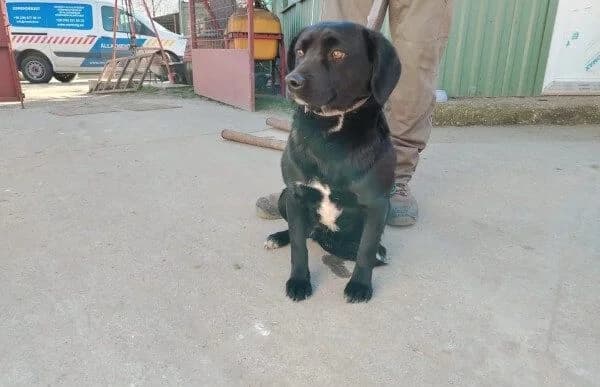 Arnold-4, male Mixed Breed for adoption at Animal Happyend, Animal Happyend photo 4