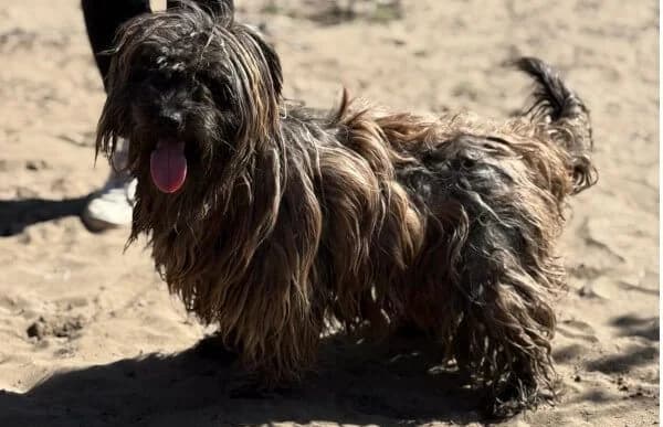Bacio-2, weiss male 5yo Mixed Breed for adoption at Animal Happyend, Animal Happyend