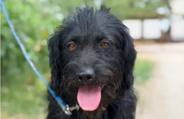 Bagira-3, male young Mixed Breed for adoption at Animal Happyend, Animal Happyend