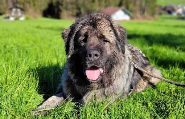Bajka-2, female senior mixed breed for adoption at Animal Happyend, Animal Happyend