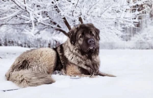 Bajka-2, female mixed breed for adoption at Animal Happyend, Animal Happyend photo 2