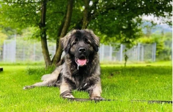 Bajka-2, female mixed breed for adoption at Animal Happyend, Animal Happyend photo 3