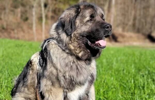 Bajka-2, female mixed breed for adoption at Animal Happyend, Animal Happyend photo 4