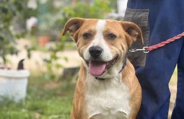 Baki-4, male young Rottweiler for adoption at Animal Happyend, Animal Happyend