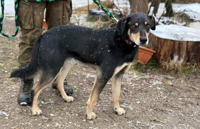 Bandi-7, male 7yo Mixed Breed for adoption at Animal Happyend, Animal Happyend
