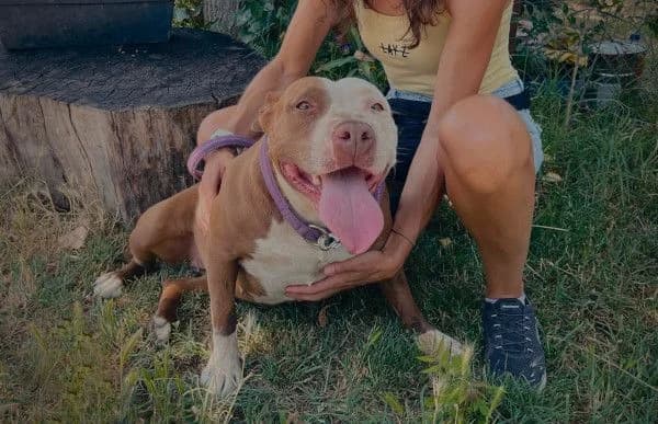 Barni, female 4yo mixed breed for adoption at Animal Happyend, Animal Happyend