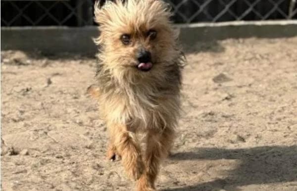 Benke, male 5yo Yorkshire Terrier for adoption at Animal Happyend, Animal Happyend