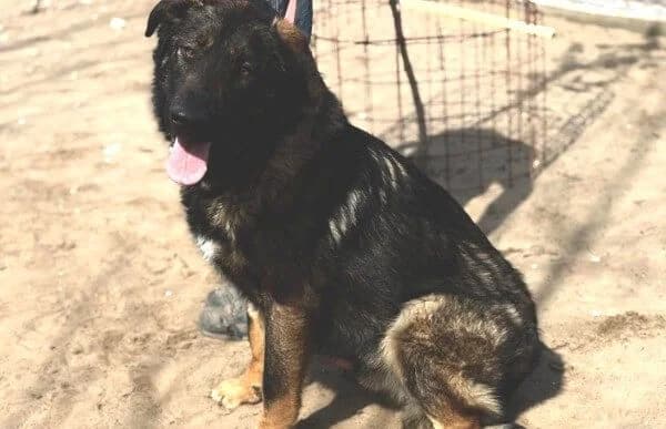 Berard, male Mixed Breed for adoption at Animal Happyend