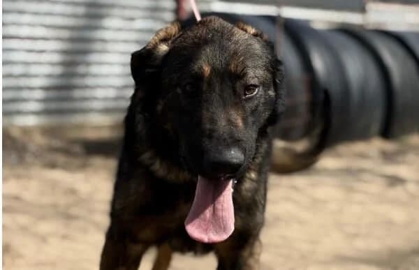 Berard, male Mixed Breed for adoption at Animal Happyend, Animal Happyend photo 2