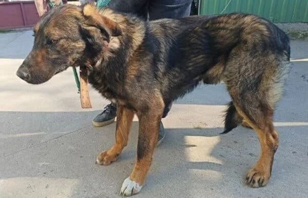 Berard, male Mixed Breed for adoption at Animal Happyend, Animal Happyend photo 3