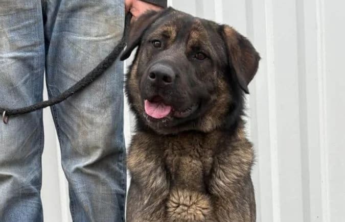 Berengar, male 4yo mixed breed for adoption at Animal Happyend, Animal Happyend