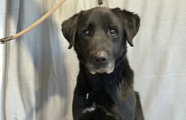 Betyar-9, male senior Mixed Breed for adoption at Animal Happyend, Animal Happyend