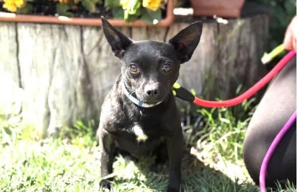 Biana, female 3yo Mixed Breed for adoption at Animal Happyend, Animal Happyend
