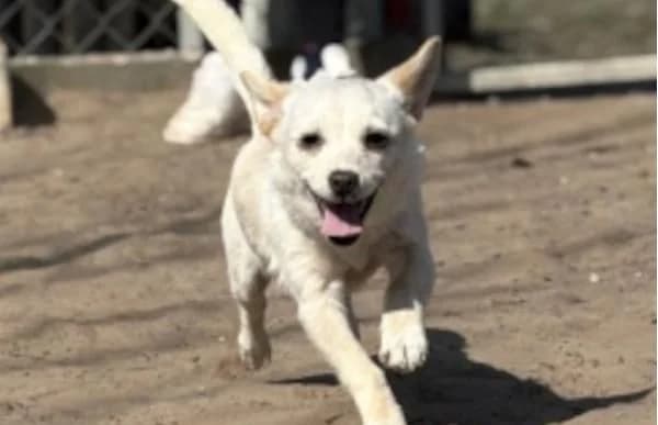 Bibe-4, female puppy Mixed Breed for adoption at Animal Happyend, Animal Happyend
