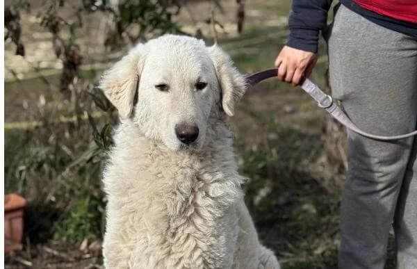 Bihar, weiss male 3yo Kuvasz for adoption at Animal Happyend, Animal Happyend