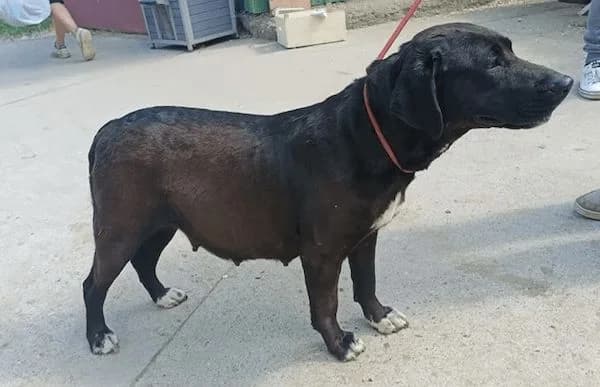 Blandina, female 7yo Mixed Breed for adoption at Animal Happyend, Animal Happyend