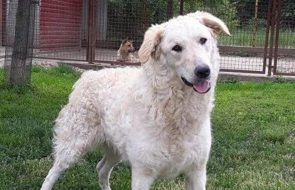 Bodor-2, female 4yo Mixed Breed for adoption at Animal Happyend, Animal Happyend
