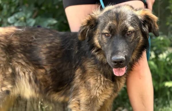 Bogat-3, male 5yo Mixed Breed for adoption at Animal Happyend, Animal Happyend