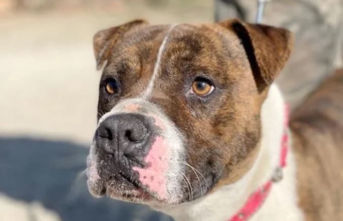 Bolyka, male mixed breed for adoption at Animal Happyend, Animal Happyend