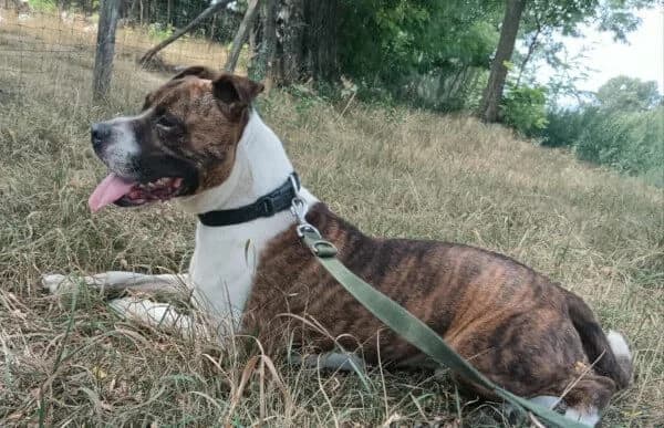 Bolyka, male 6yo mixed breed for adoption at Animal Happyend, Animal Happyend