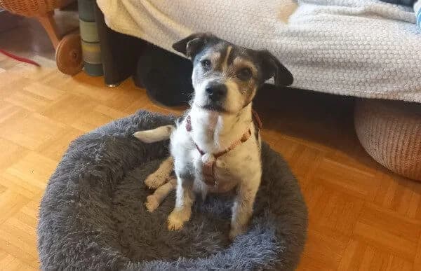 Borbas, male senior Mixed Breed for adoption at Animal Happyend, Animal Happyend