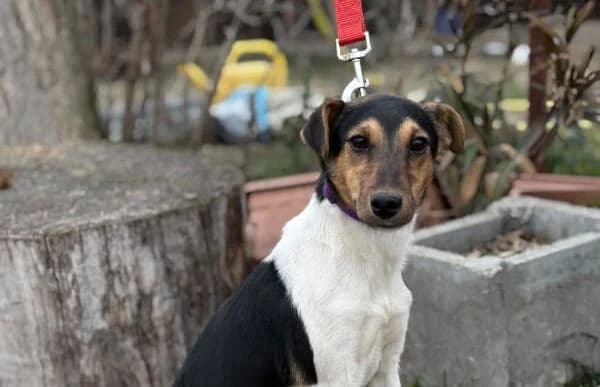 Borka-2, female puppy Mixed Breed for adoption at Animal Happyend, Animal Happyend